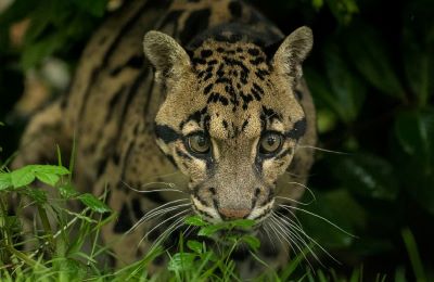 inda clouded leopard .wildlife safari