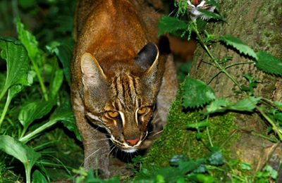 india asian golden cat .wildlife safari