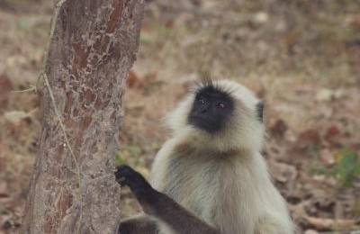 Langur