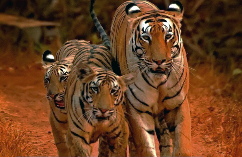 india bengal tigers and wildlife safaris