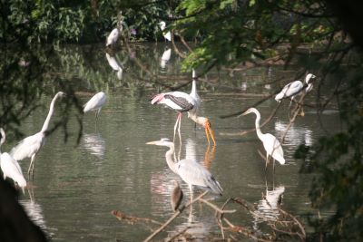 Koeladeo Bird Sanctuary