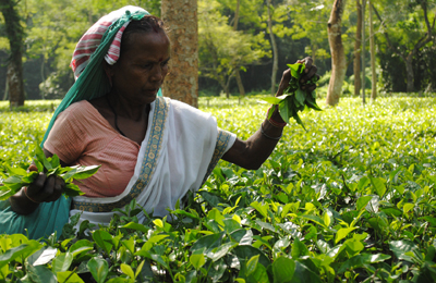 Assam tea plantation