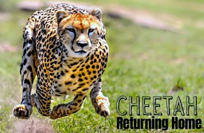 india cheetah and wildlife safari