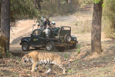 kanha tiger safari