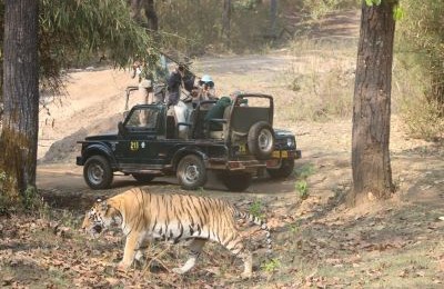 Kanha tiger safari