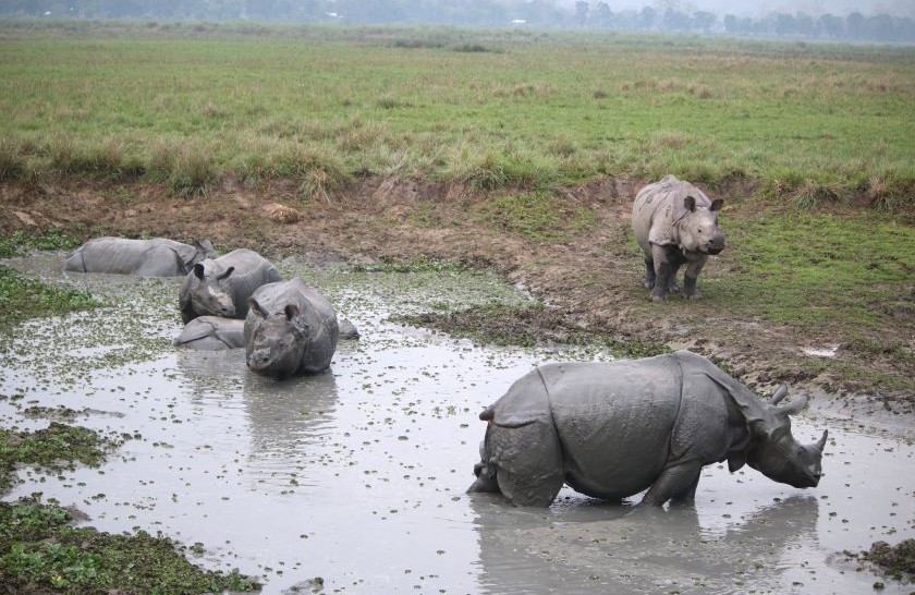 kaziranga one horned rhinoceros