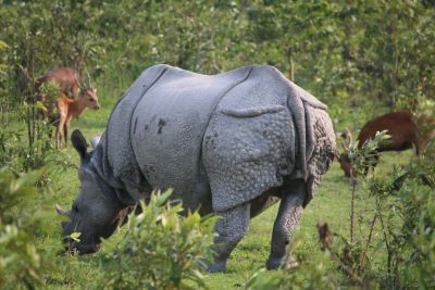 one horned rhinoceros Kaziranga