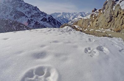 india snowleopard tracks