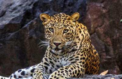 india spotted leopard .safari