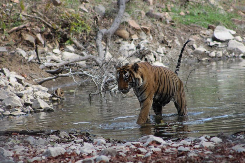 tiger rantahmbhore 