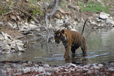 india tiger ranthmbhore