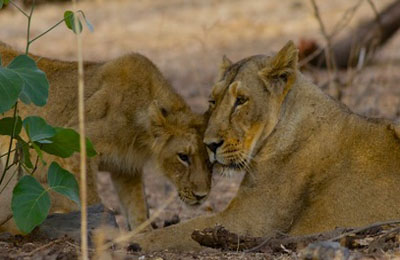 asiatic lions Gir National Park safari 