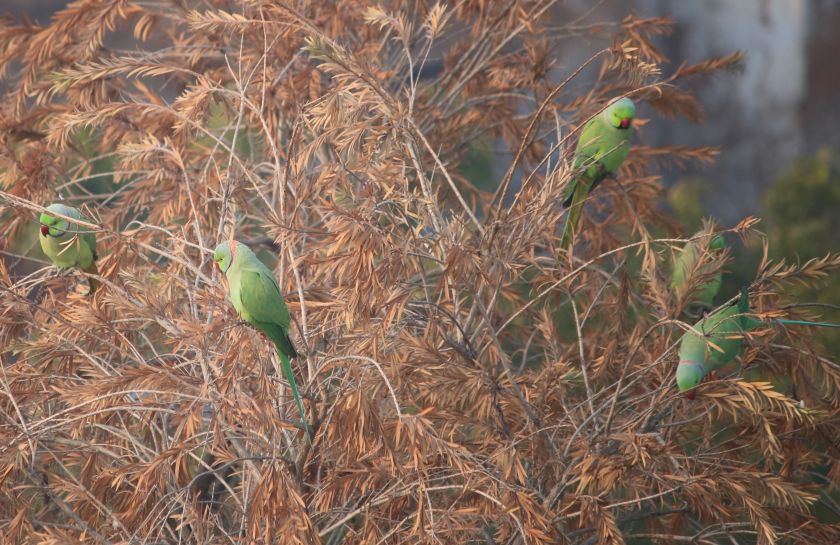 bharatpur parrots