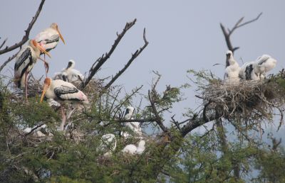 bharatpur storks