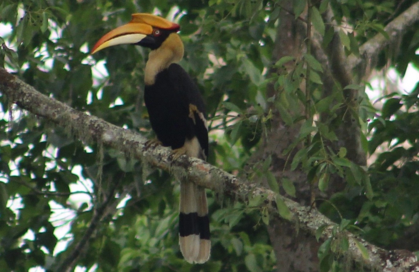 hornbill
