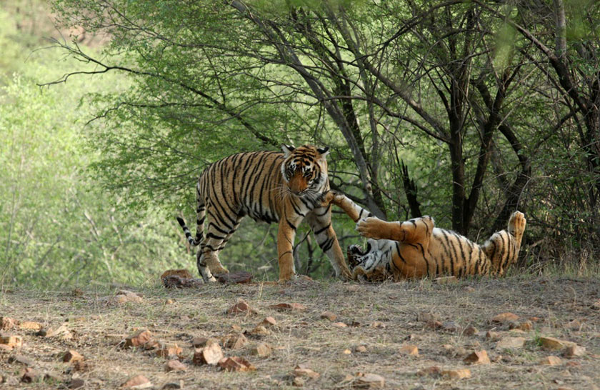 Bandavgarh tiger
