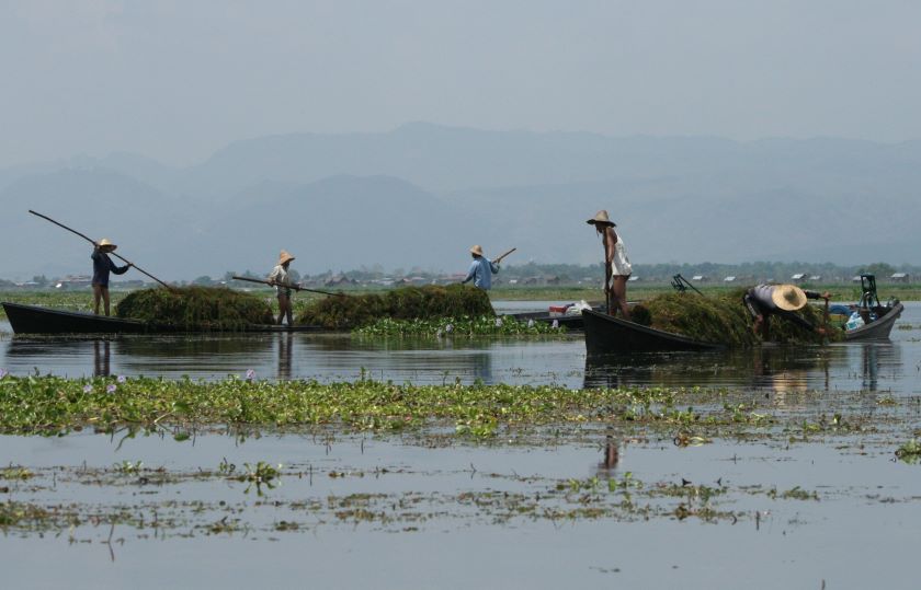 inle lake farming