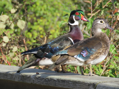 Reiffel bird sanctuary wood ducks 