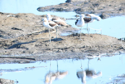 american avocet boundary bay 