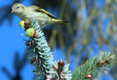 pine siskin 