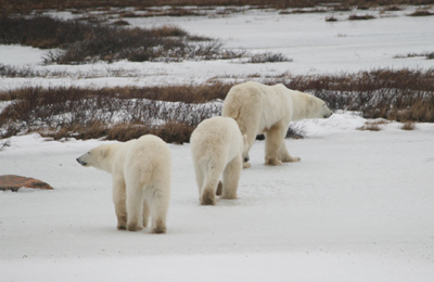 churchill polar bears