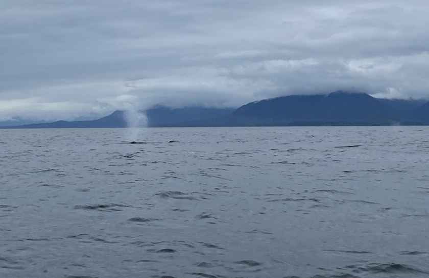 canada tofino gray whalespout