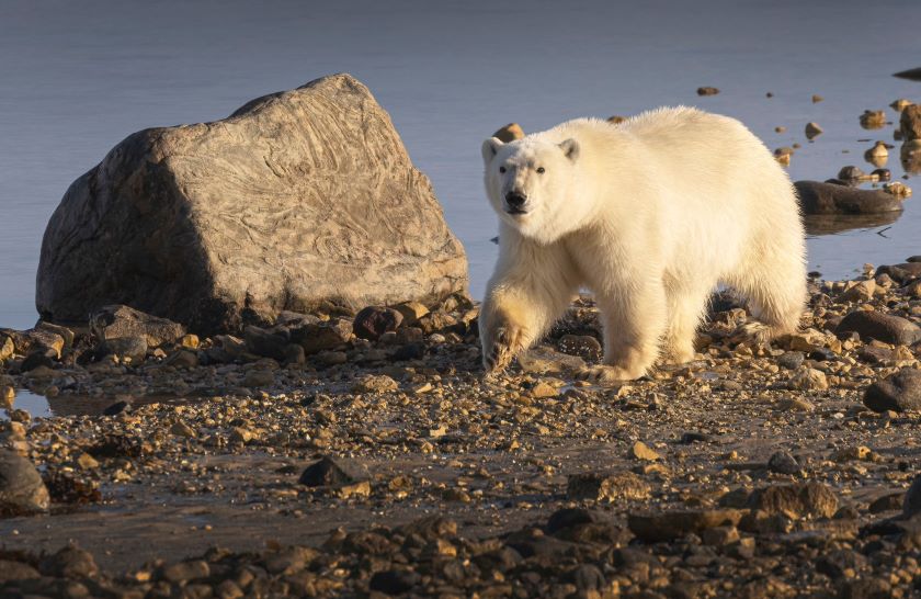 churchill polar bear bear jason ransom 