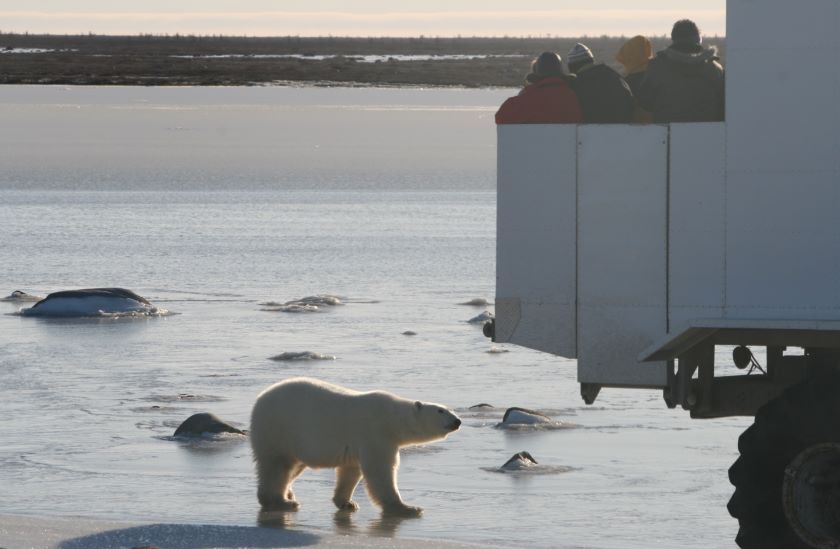 churchill buggy and polar bear 