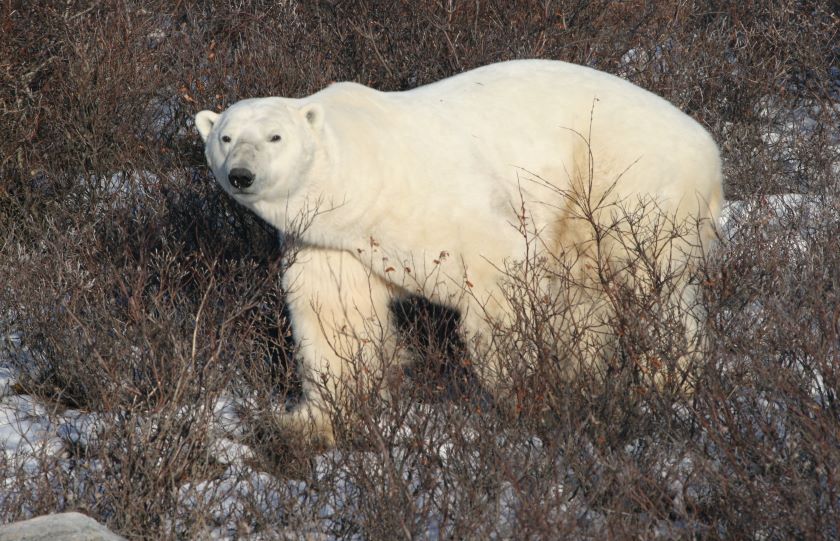 churchill polar bear in willows 