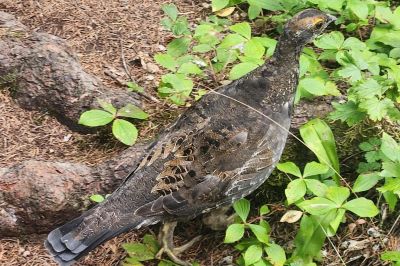 dusky grouse 