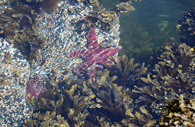 nootka seastars in tidal pool