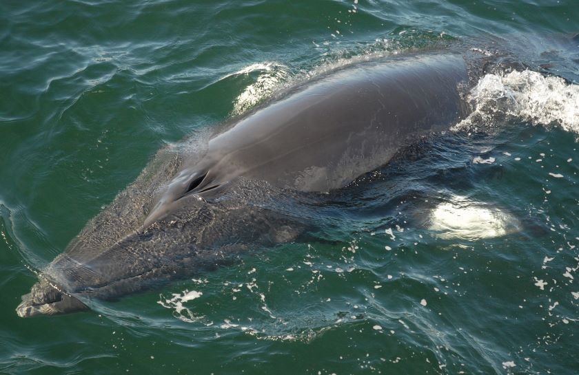 minke whale u Tscherter