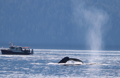 van is north humpbackfluke 