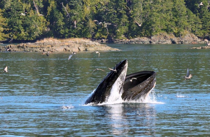 humpback lunge feeding johnstone strait 