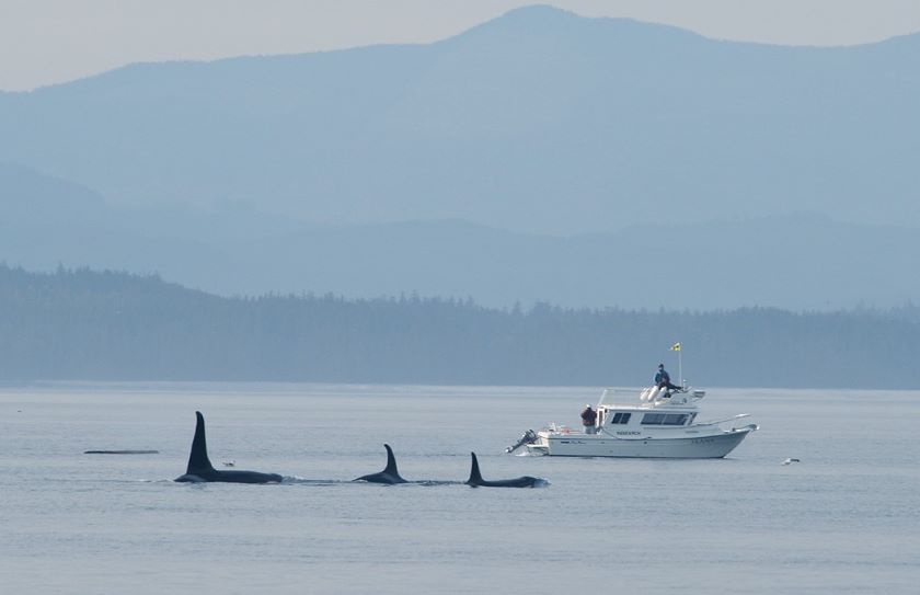 van island whale research 