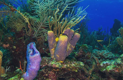 belize scuba coral marlene lowen