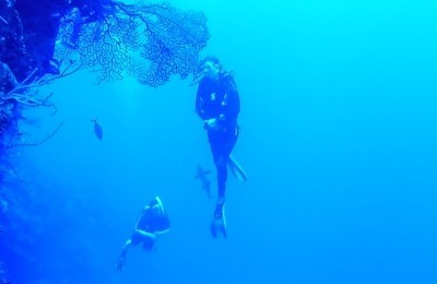 belize suba gorgonian fan coral matthew evans