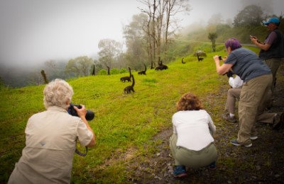 costa rica coatimundi group alex arias