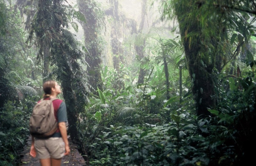 Costa Rica rainforest 