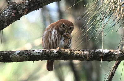 Honduras Bird Tourism William Orellan